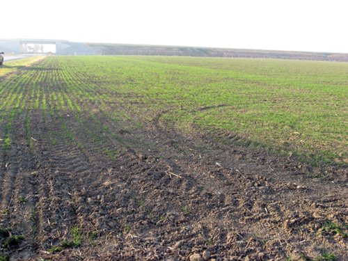 Property photo 6 - 60 Acres Offered in 2 Tracts